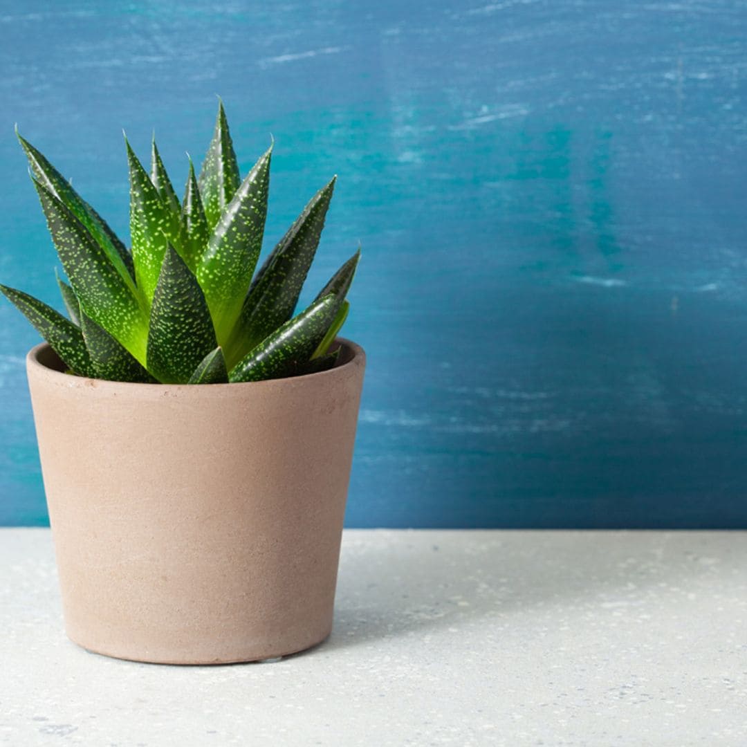 Gasteria, una suculenta tan fácil de cuidar que es ideal para empezar tu colección de plantas