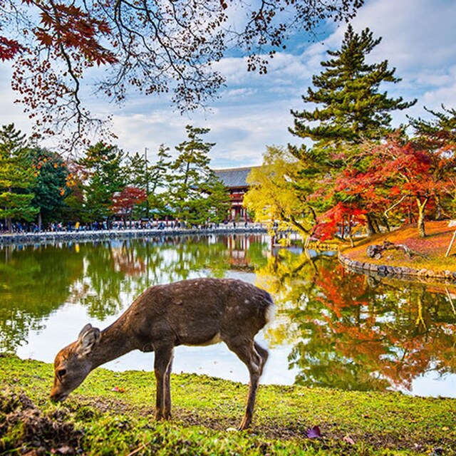 viaje japon