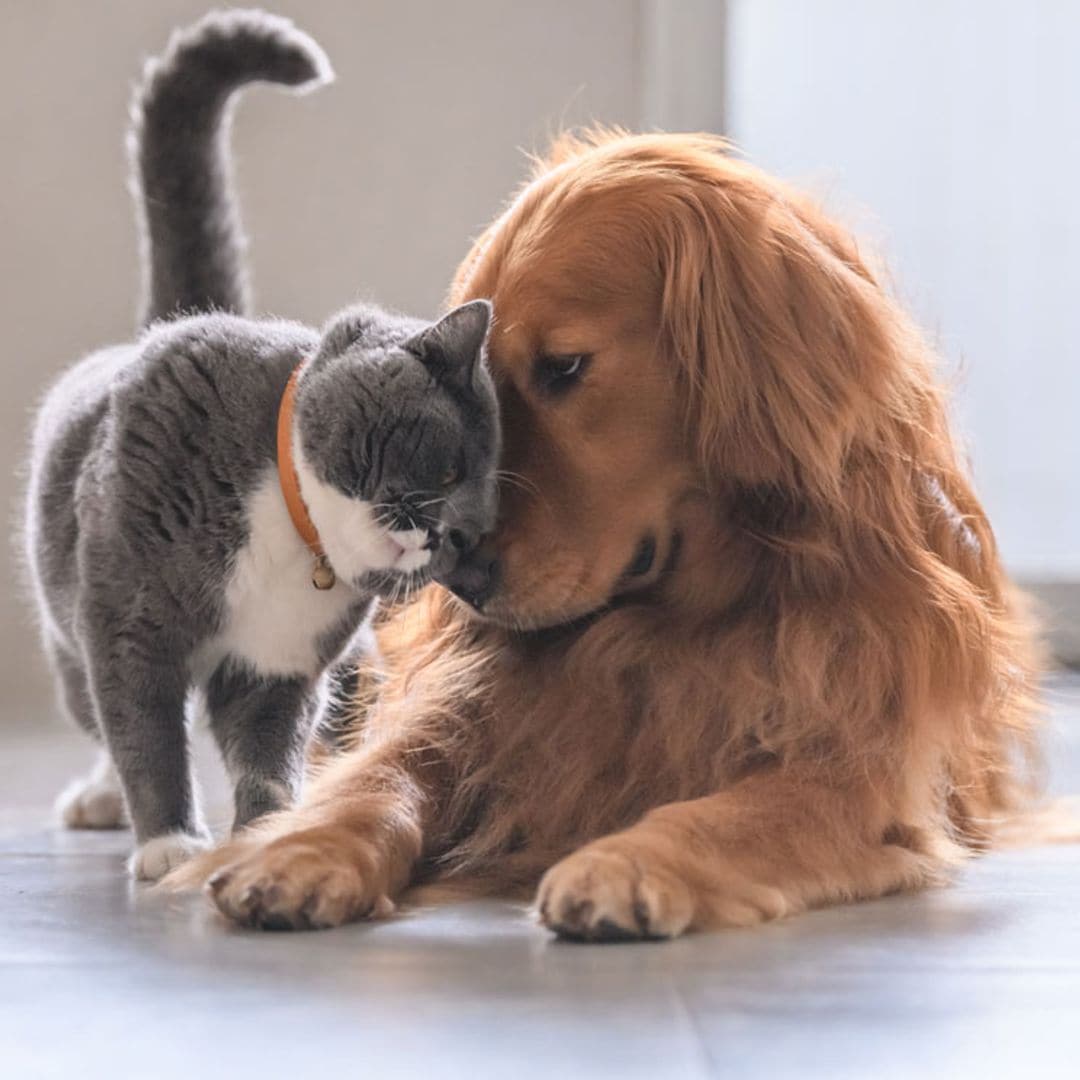 Perros y gatos felices: esto es lo que tus mascotas necesitan para sentirse bien