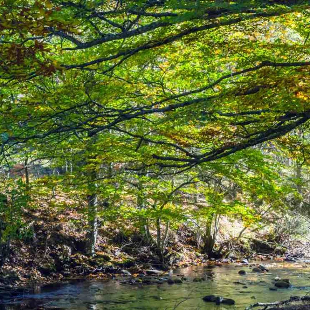 Cómo visitar el hayedo de Montejo, un bosque para rematar la primavera