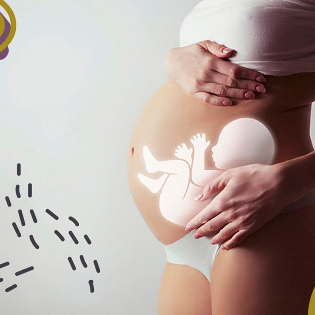 Corazón, estómago, pulmones... así se recolocan los órganos de la madre en el embarazo