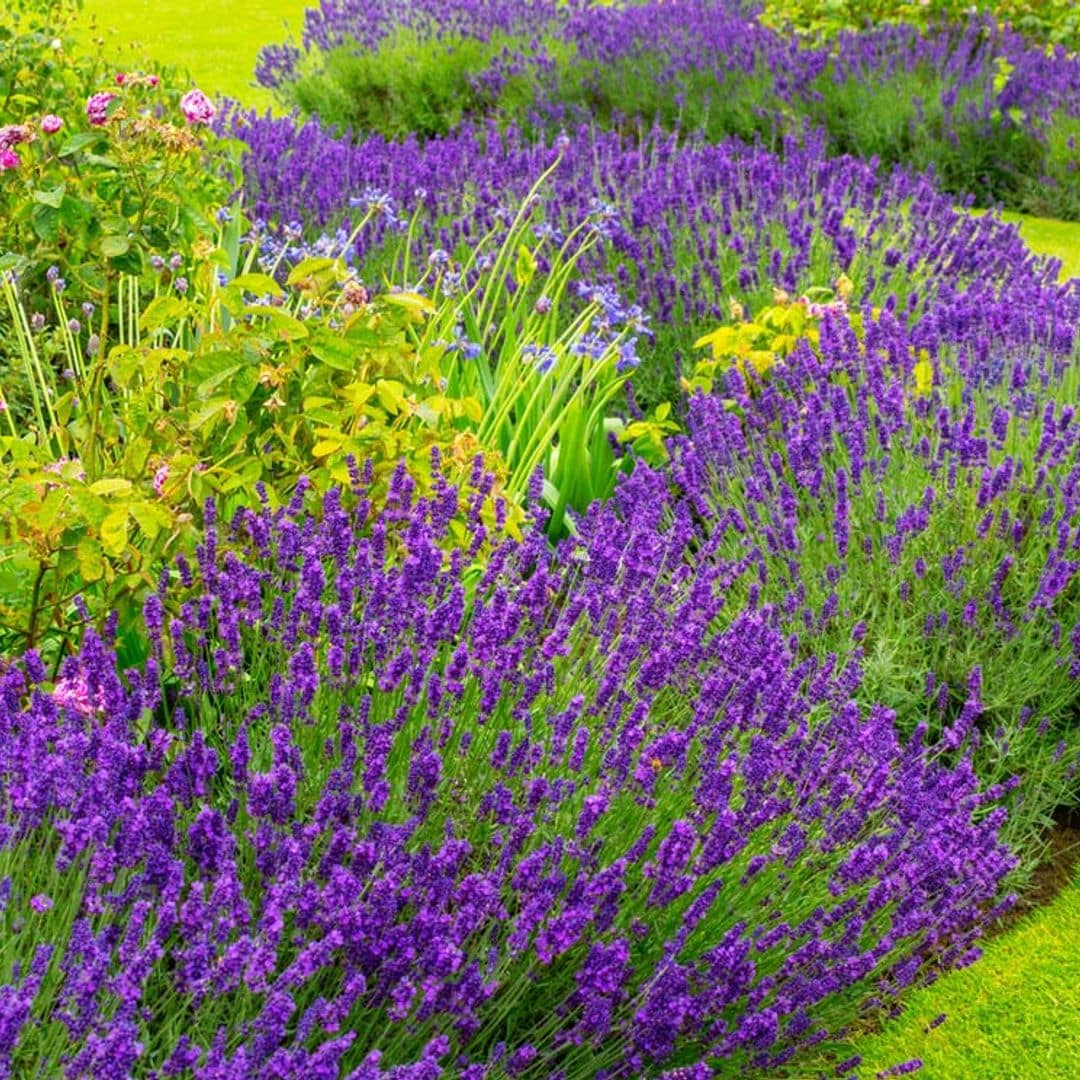 Los secretos para cultivar lavanda en el jardín