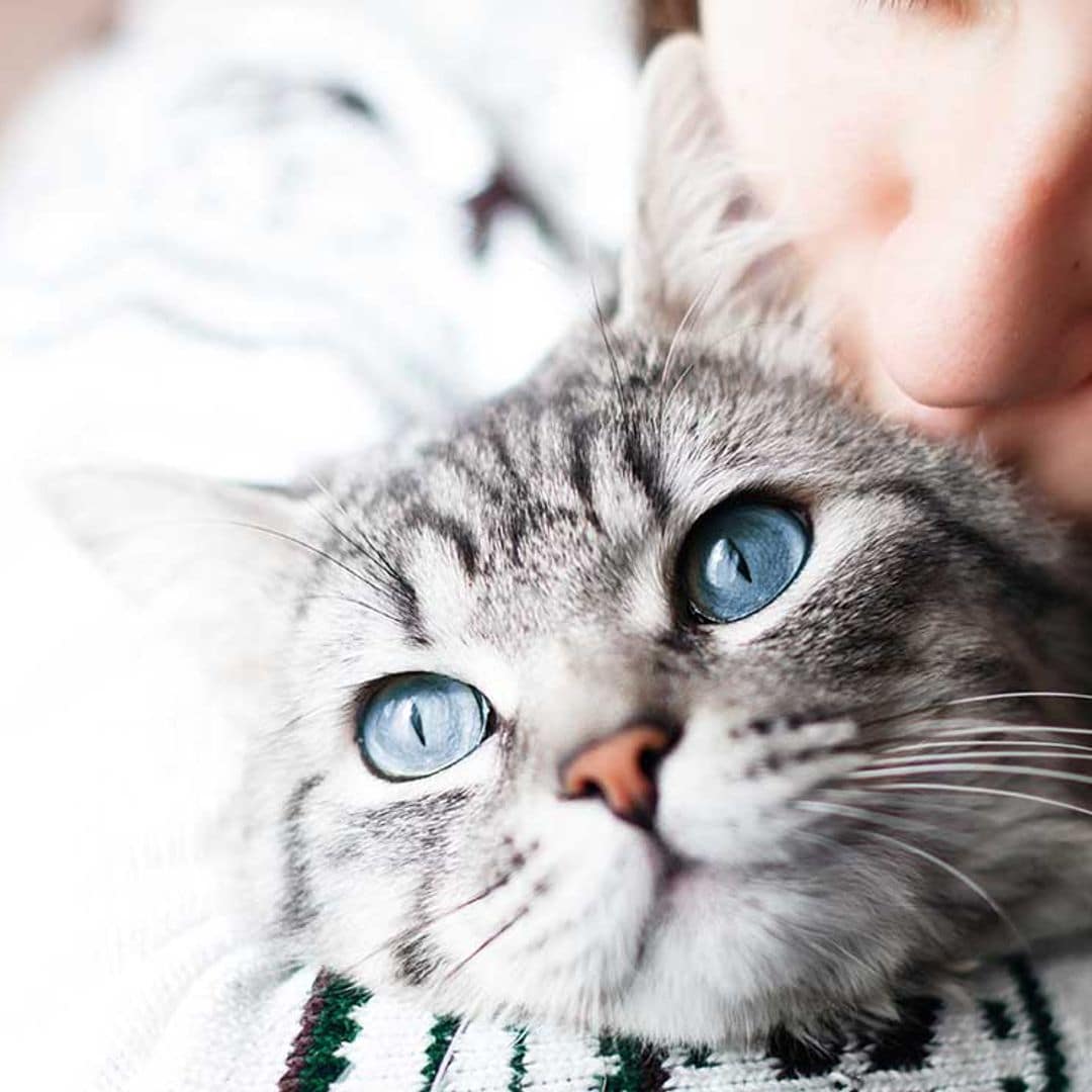 ¿Por qué mi gato maúlla por las noches?