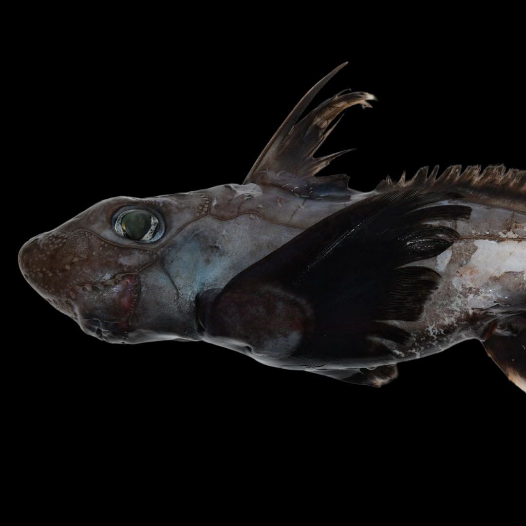 Ni en tus peores pesadillas: el tiburón fantasma, la bola de la muerte y el gusano zombi que la ciencia acaba de hallar en el océano