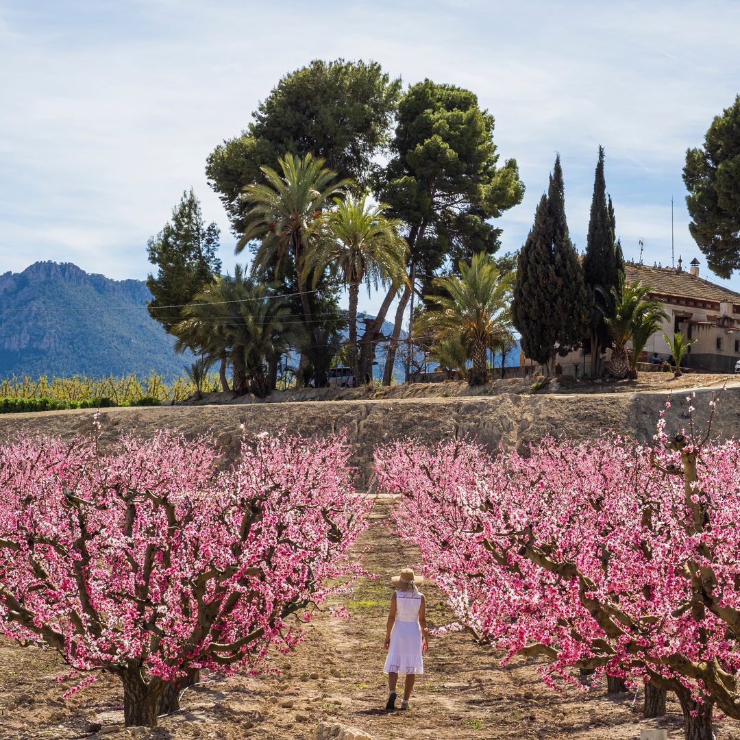 Paseos entre flores: dónde ver los campos de melocotones en su máximo esplendor