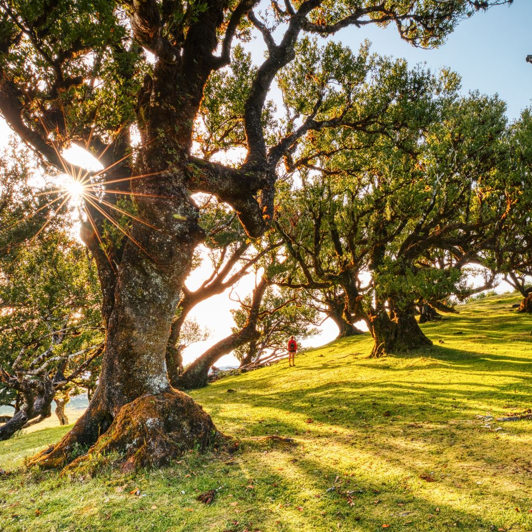 Bosques de otro mundo: los parajes más singulares de Europa para perderse este otoño