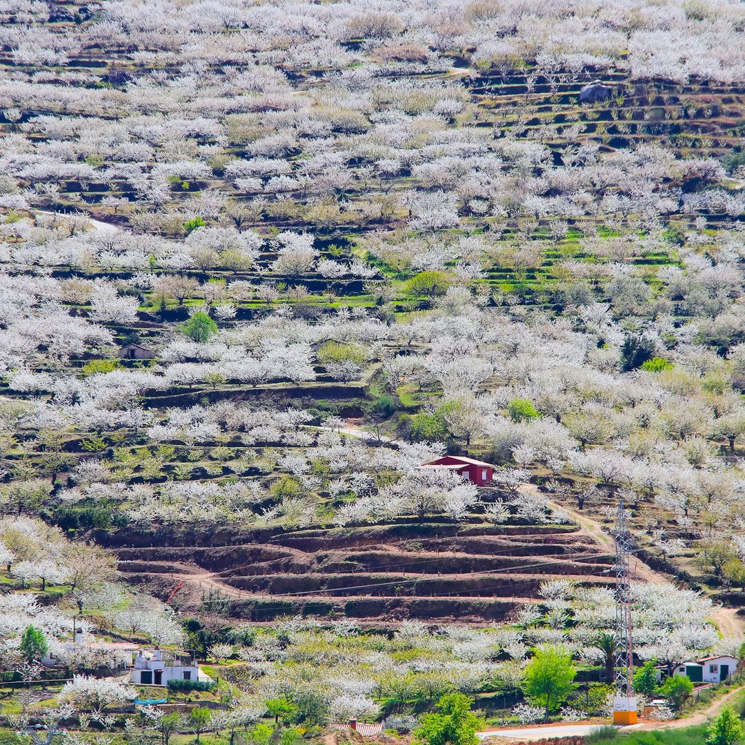 Cerezos en flor en el valle del Jerte, Cáceres