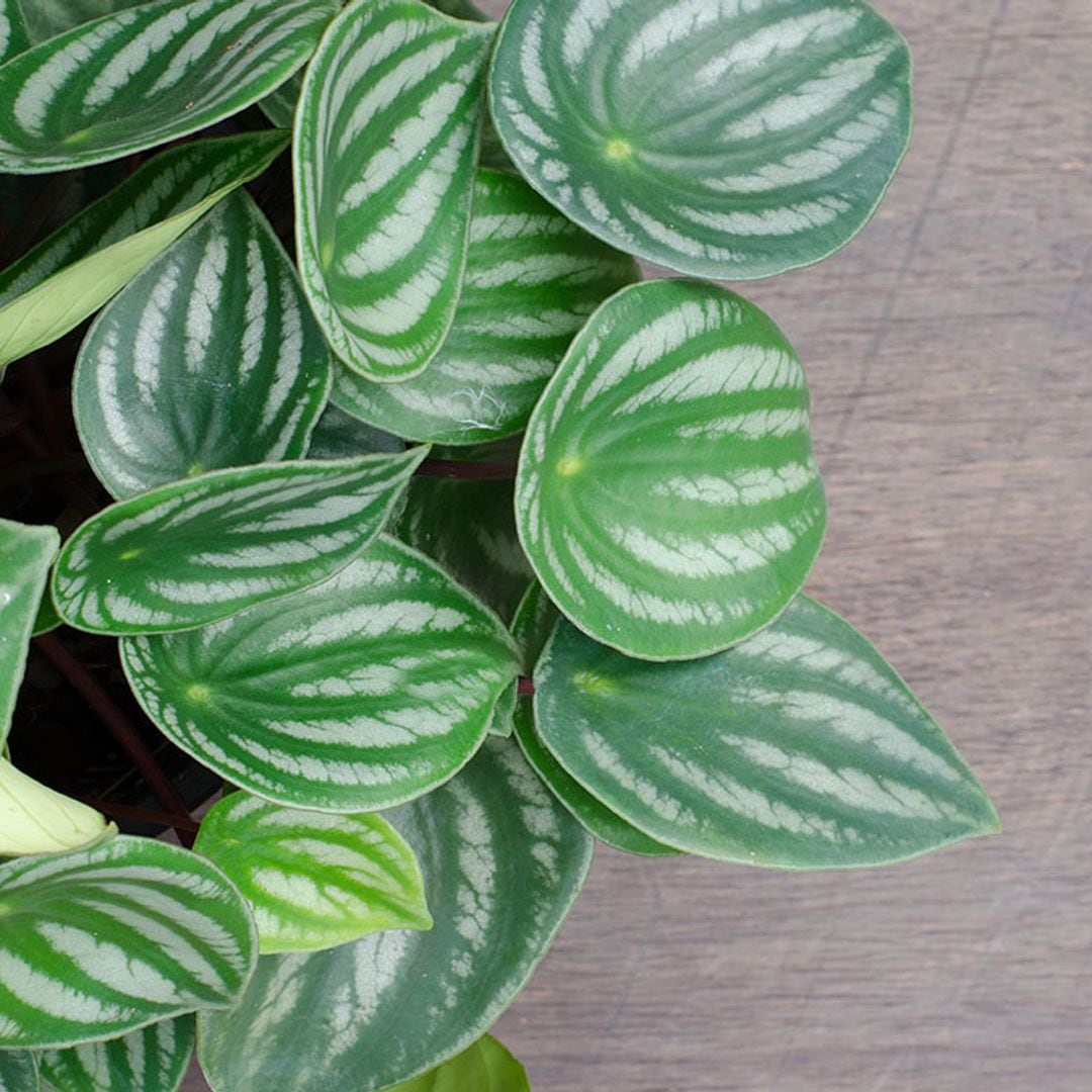 Peperomia, una planta de interior muy decorativa y fácil de cuidar