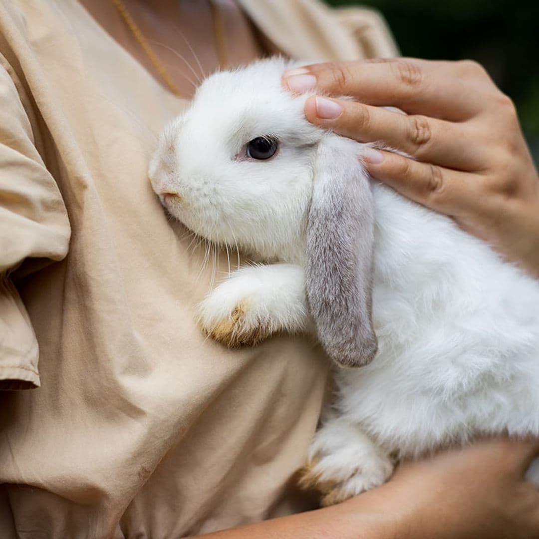 Estas son las razas de 'conejo toy' más adorables