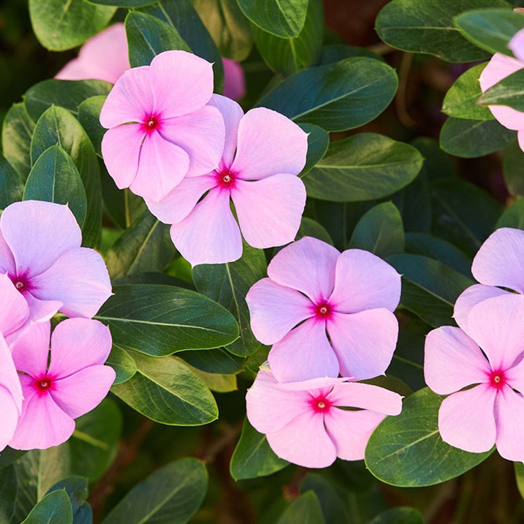 ¿Quieres un jardín con flores espectaculares? Cultiva estas plantas perennes