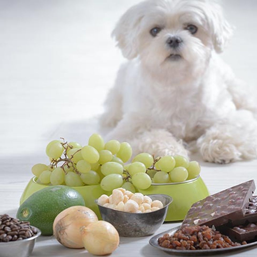 una lista de alimentos que no son buenos para los perros