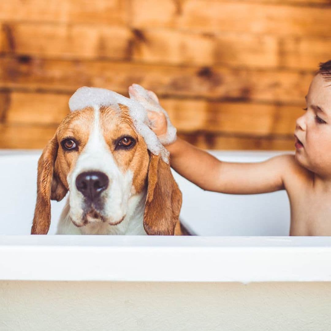 Las 9 razas de perros que menos huelen