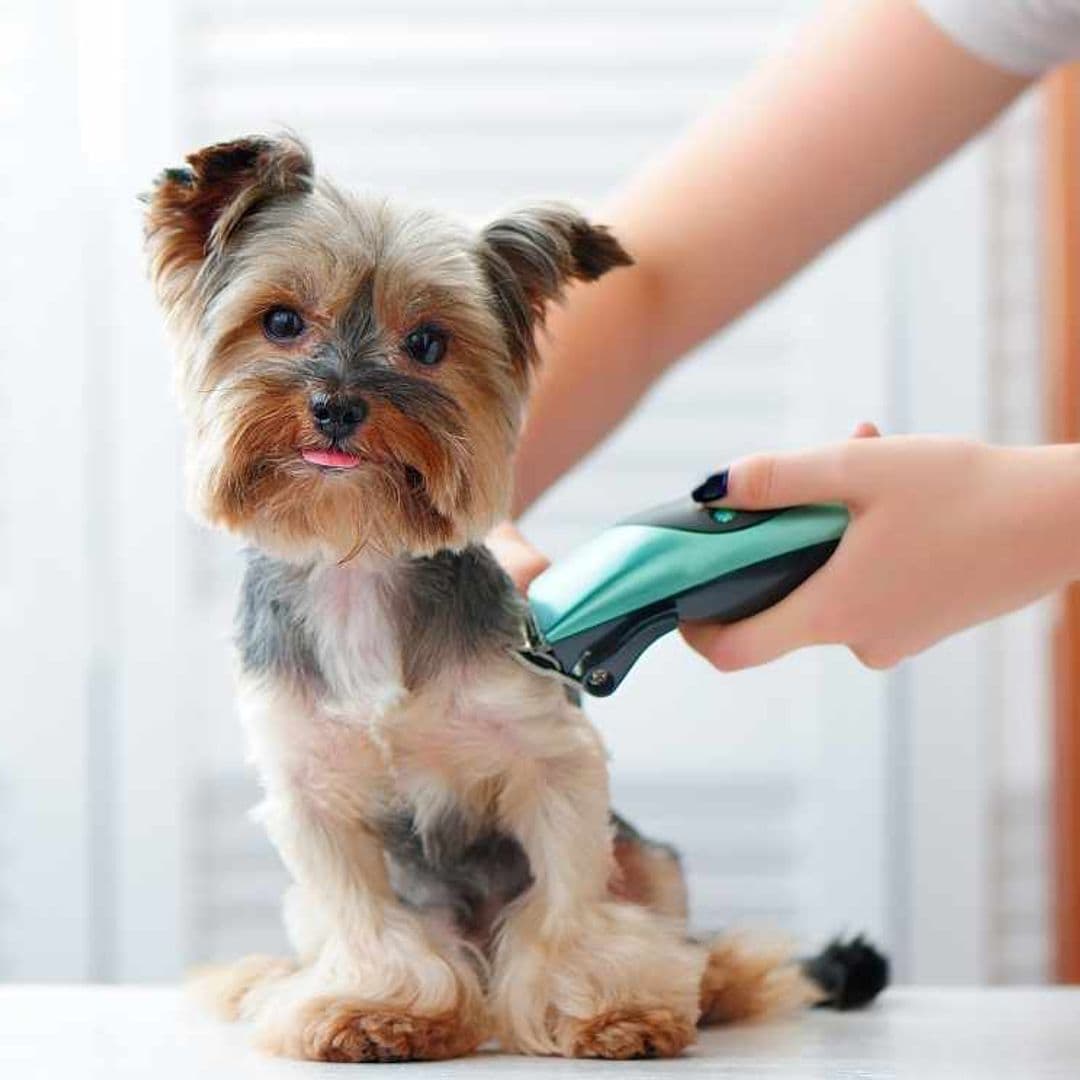 Razones por las que rapar a tu perro en verano es una (muy) mala idea