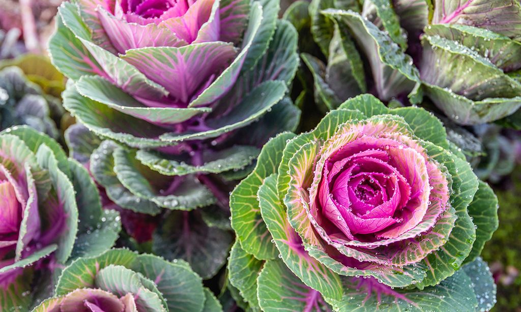 Col ornamental, una belleza de invierno para tu jardín