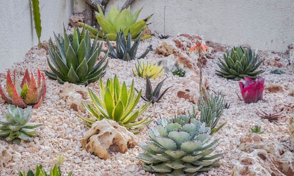 Ágaves, plantas muy resistentes ideales para dar un toque exótico a la decoración