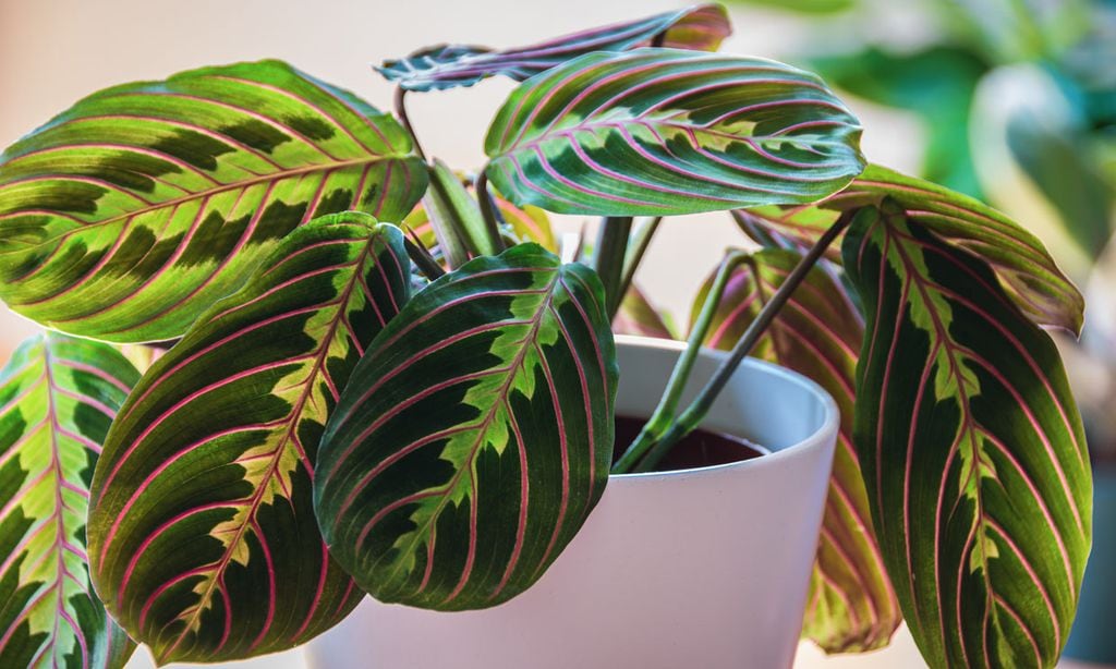 Maranta leuconeura, una planta que purifica el aire y conquista por su ornamental follaje