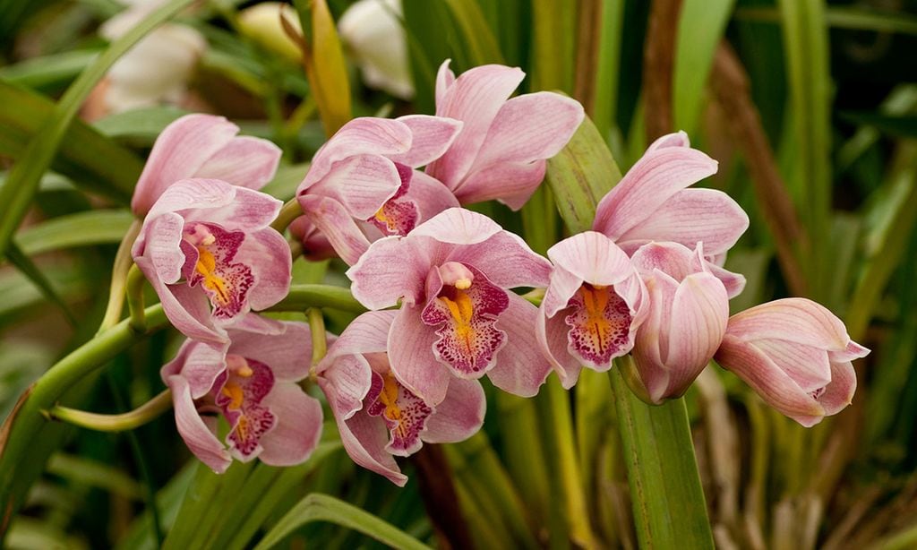 Estos son los cuidados que has de darle a tu Dendrobium para que crezca sana y feliz