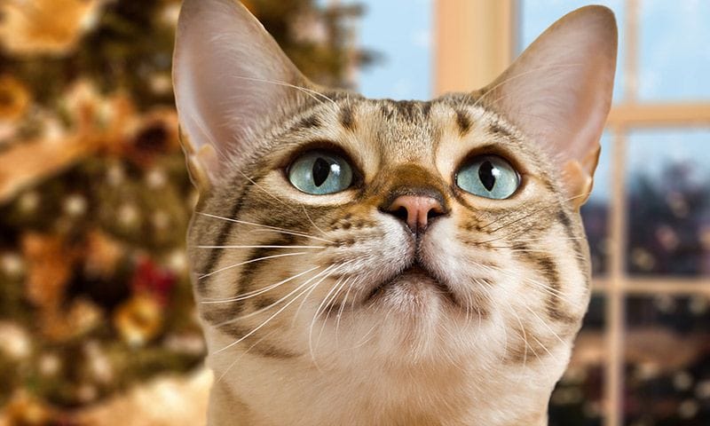 Decoración navideña a prueba de mascotas