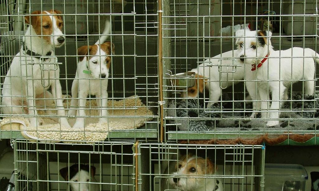 Cómo denunciar el maltrato animal en las redes sociales