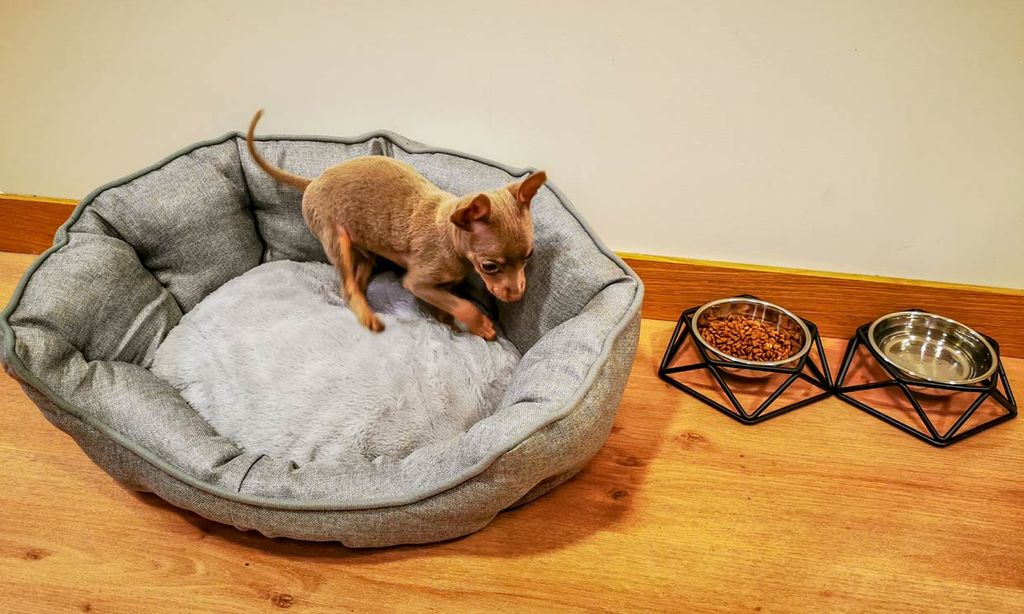 Las razones por las que tu perro da vueltas antes de dormir