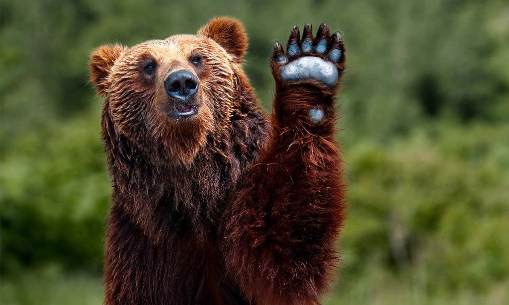 Animales en peligro de extinción en España