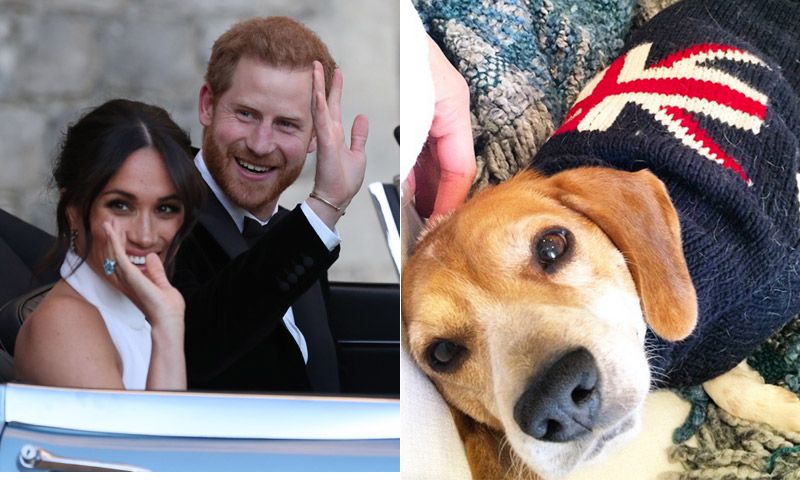 ¡Otro golpe de suerte para Guy 'de Sussex'! El perro de Meghan protagoniza su propia historia