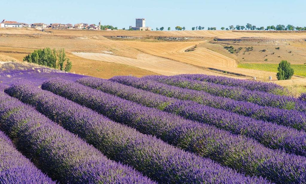 Tiedra se viste de violeta y estalla en flor la lavanda
