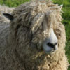 El insólito caso de Alfie, una oveja que le ha salvado la vida a su dueña al detectarle un tumor en el pecho