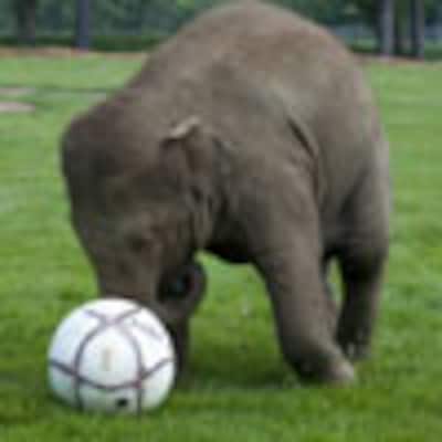 El último fichaje para la Eurocopa de Polonia es… ¡un elefante!