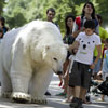 Un oso polar falso... pero muy real