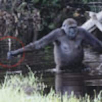El sorprendente comportamiento de un gorila del norte del Congo
