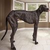 El perro más alto del mundo, en el nuevo libro Guinness