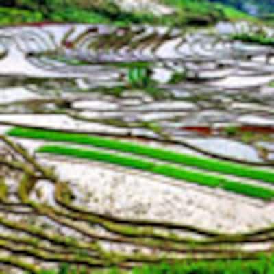 Los espectaculares campos de arroz de China