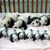 Uno, dos, tres... hasta catorce osos panda nacen en China