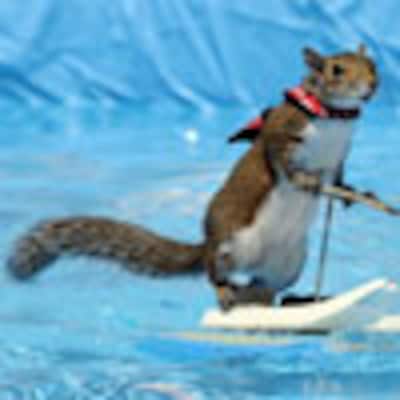 Twiggy, la ardilla que hace esquí acuático