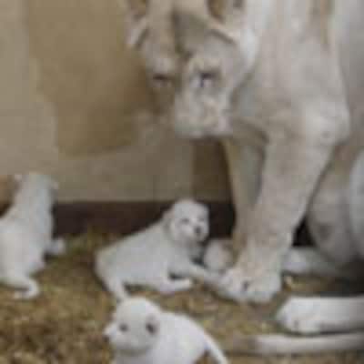 Nacen en Polonia tres leones... ¡blancos!