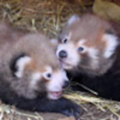 Nacen dos osos panda rojos en Nueva Zelanda