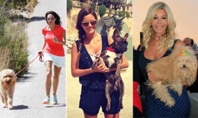¡No sin mi perro!, las mascotas se convierten en compañeros de viaje de las 'celebrities'