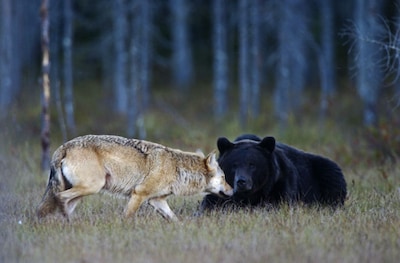 La sorprendente amistad entre una loba y un oso salvajes