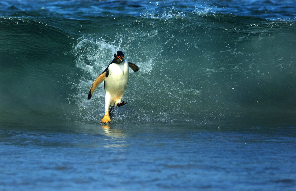 Juanito, el pingüino que camina sobre el agua