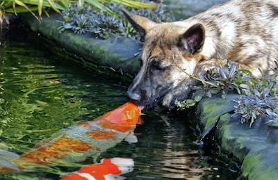 La extraordinaria amistad entre un perro y un pez