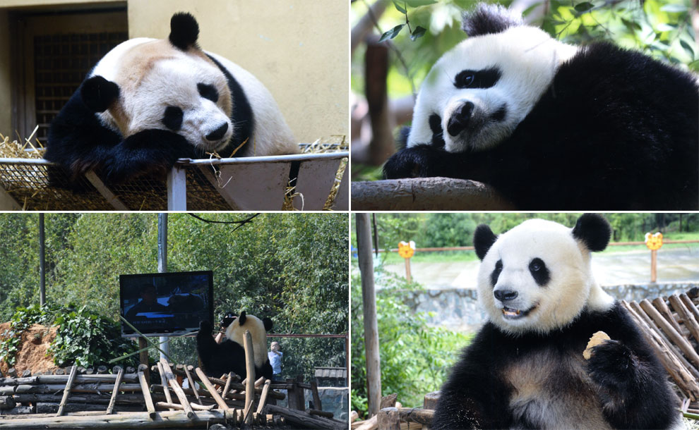 Un panda vence a su tristeza viendo la tele