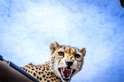 Encuentro de infarto entre una fotógrafa y un guepardo