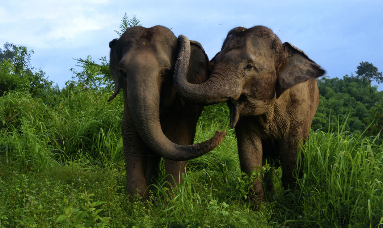 Las más tiernas y amorosas imágenes del mundo animal