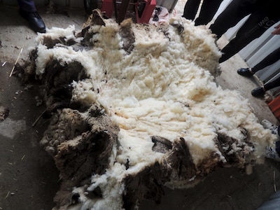 Récord mundial de lana en una oveja