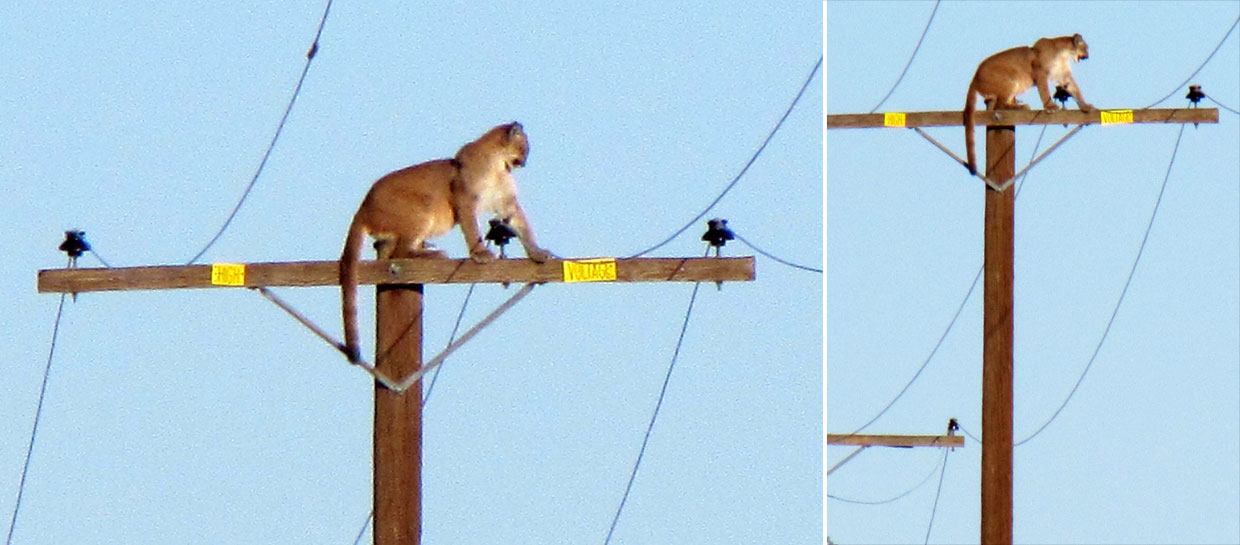 ¿Cómo subió este puma a un poste de luz?