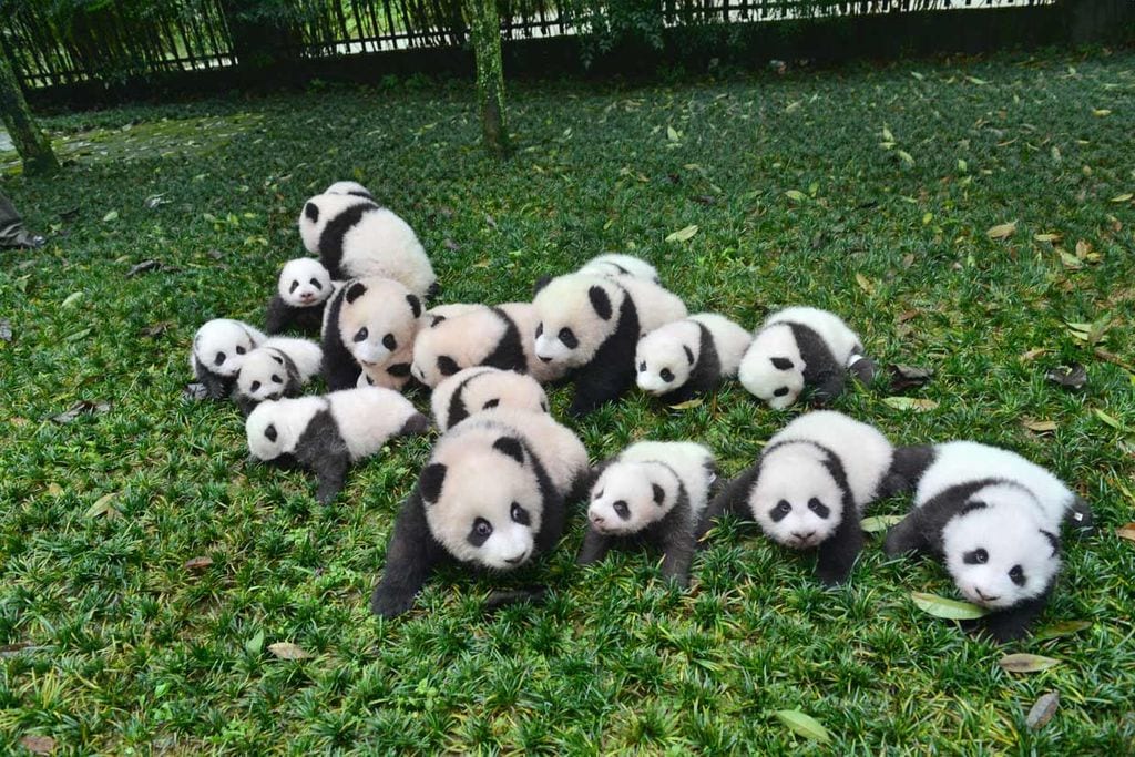 Récord de nacimiento de osos panda en China