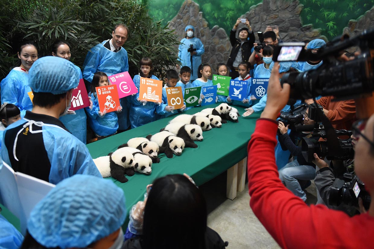 Récord de nacimiento de osos panda en China