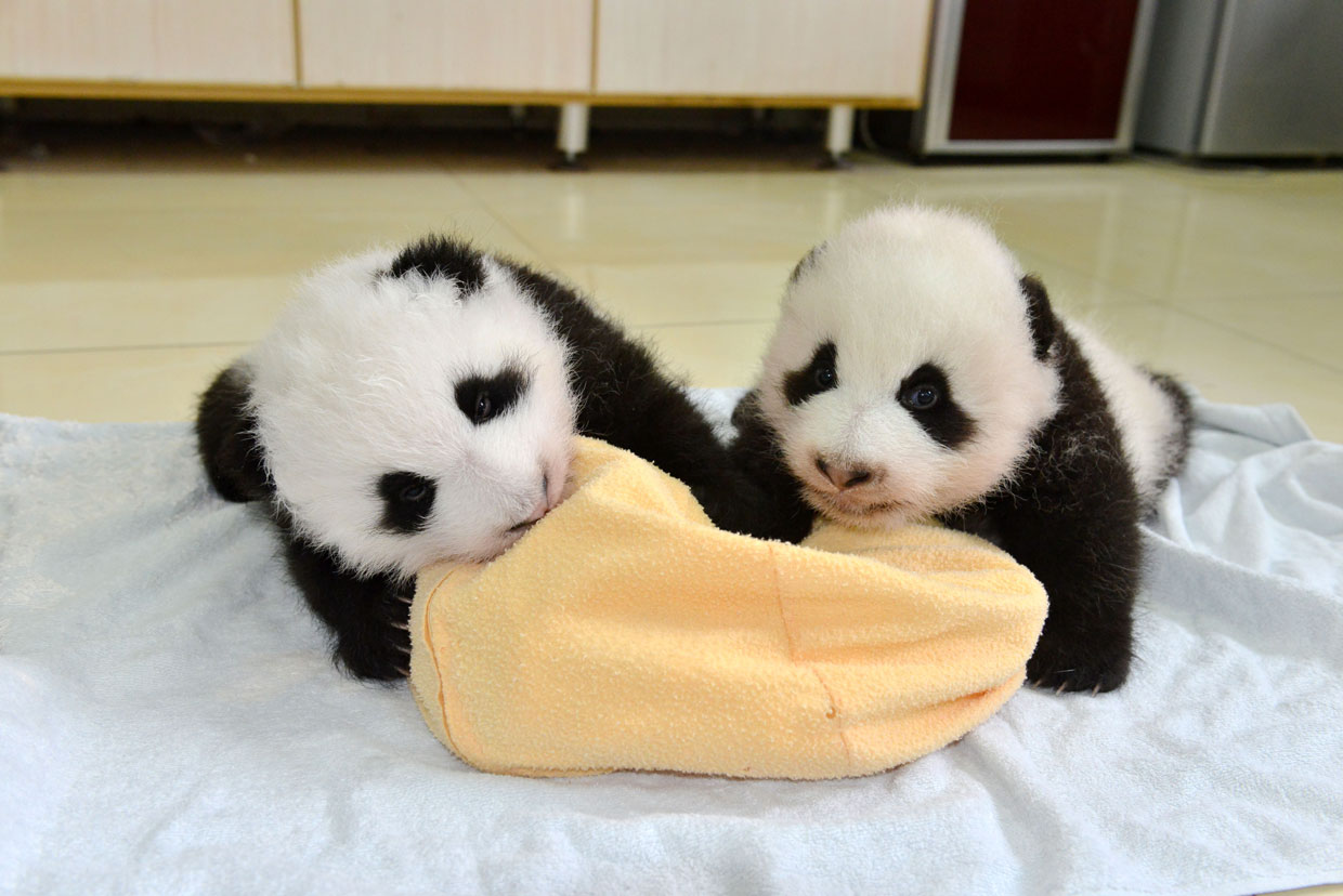 ¡Qué ternura! Nacen 13 osos panda en China