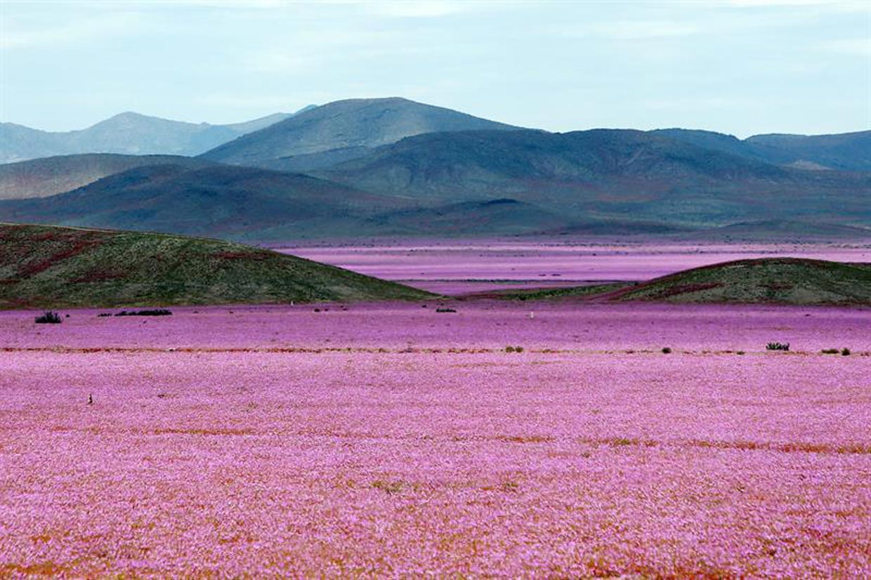 Esto es lo que pasa cuando llueve en el desierto